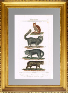 Кошки. 1827г. Буффон. Старинная гравюра 19 века - антикварный подарок любителю кошек