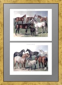 Пара старинных литографий 19 века"Лошади" 1896г. Антикварный подарок любителю лошадей