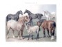 Пара старинных литографий 19 века"Лошади" 1896г. Антикварный подарок любителю лошадей