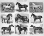 Породы лошадей. 1895г. Торцовая гравюра на дереве