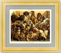 22 породы собак. 1887г. Мютцель. Антикварная литография