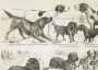 Породы собак. Старинная гравюра. 1895г. ВИП подарок любителю собак
