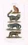 Кошки. 1827г. Буффон. Старинная гравюра 19 века - антикварный подарок любителю кошек