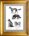 Породы собак 1. Динго, овчарка, охотночья собака... 1827г. Бродтманн. Старинная литография