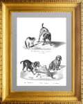 Породы собак 2. Сеттер и такса. 1827г. Бродтманн. Старинная литография