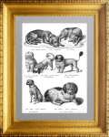Породы собак 3. Mопс, пудель... 1827г. Бродтманн. Старинная литография