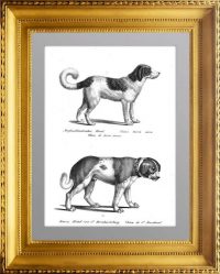 Породы собак 4. Ньюфаундленд и бернардин. Старинная литография. 1827г. Бродтманн