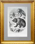 Сибирский бурый медведь. 1855г. Оригинальная старинная литография. Подарок охотнику