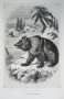 Сибирский бурый медведь. 1855г. Оригинальная старинная литография. Подарок охотнику