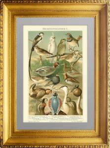 Брачный наряд птиц. 1896г. Мангельсдорфф. Старинная литография. Подарок охотнику