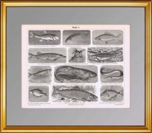1887г. Рыбы 2. Антикварная гравюра.