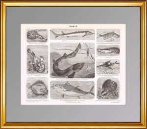 1887г. Рыбы 2. Антикварная гравюра.