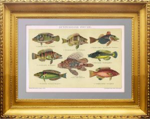 Рыбы с цветным окрасом. 1895г. Старинная литография. Антикварный подарок рыбаку