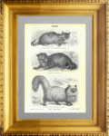 Породы кошек. 1896г. Старинная гравюра 19 века.