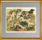 Собаки. Породы. 1897г. Бунгартц . Xромолитография. Антикварный подарок
