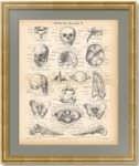 Скелет человека II. Антикварная гравюра. 1876г.