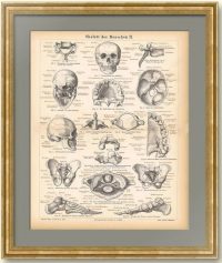 Скелет человека II. Антикварная гравюра. 1876г.