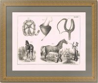 Лошади - уход и содержание. 1840г. Старинная оригинальная литография