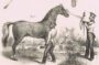 Лошади - уход и содержание. 1840г. Старинная оригинальная литография