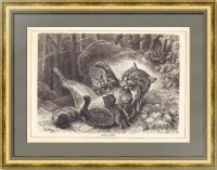 Семья диких кошек. 1868г. Бекманн/Брендамур. Старинная оригинальная гравюра