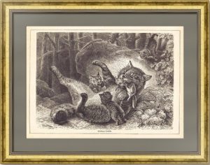 Семья диких кошек. 1868г. Бекманн/Брендамур. Старинная оригинальная гравюра