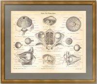Анатомия - глаза человека. 1876г. Антикварная гравюра.