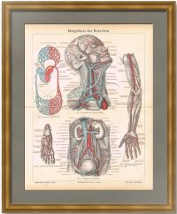 Анатомия - кровообращение человека. 1876г. Антикварная редкая литография