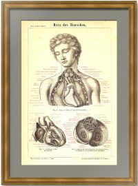 Анатомия - сердце человека. 1876г. Антикварная гравюра.