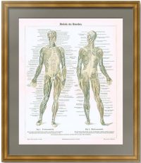 Анатомия - мускулатура человека. 1896г. Антикварная литография