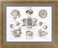 Анатомия – глаза человека. 1886г. Антикварная гравюра.