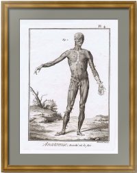 Анатомия Pl. 4 Мускулатура, вид спереди. 1779г. Оригинальная гравюра – антикварный подарок медику