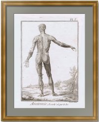 Анатомия Pl. 5. Мускулатура, вид сзади. 1779г. Оригинальная гравюра – антикварный подарок медику