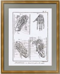 Анатомия Pl. 6. Мускулатура стопы и кисти. 1779г. Оригинальная гравюра – антикварный подарок медику, врачу-ортопеду