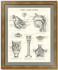 Анатомия - ротовая полость, носовая полость и гортань. 1886г. Антикварная гравюра - подарок медику, врачу-отоларингологу