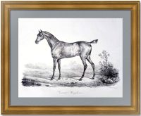 Английская кобыла. 1820г. Верне/Дельпеш. Старинная литография.