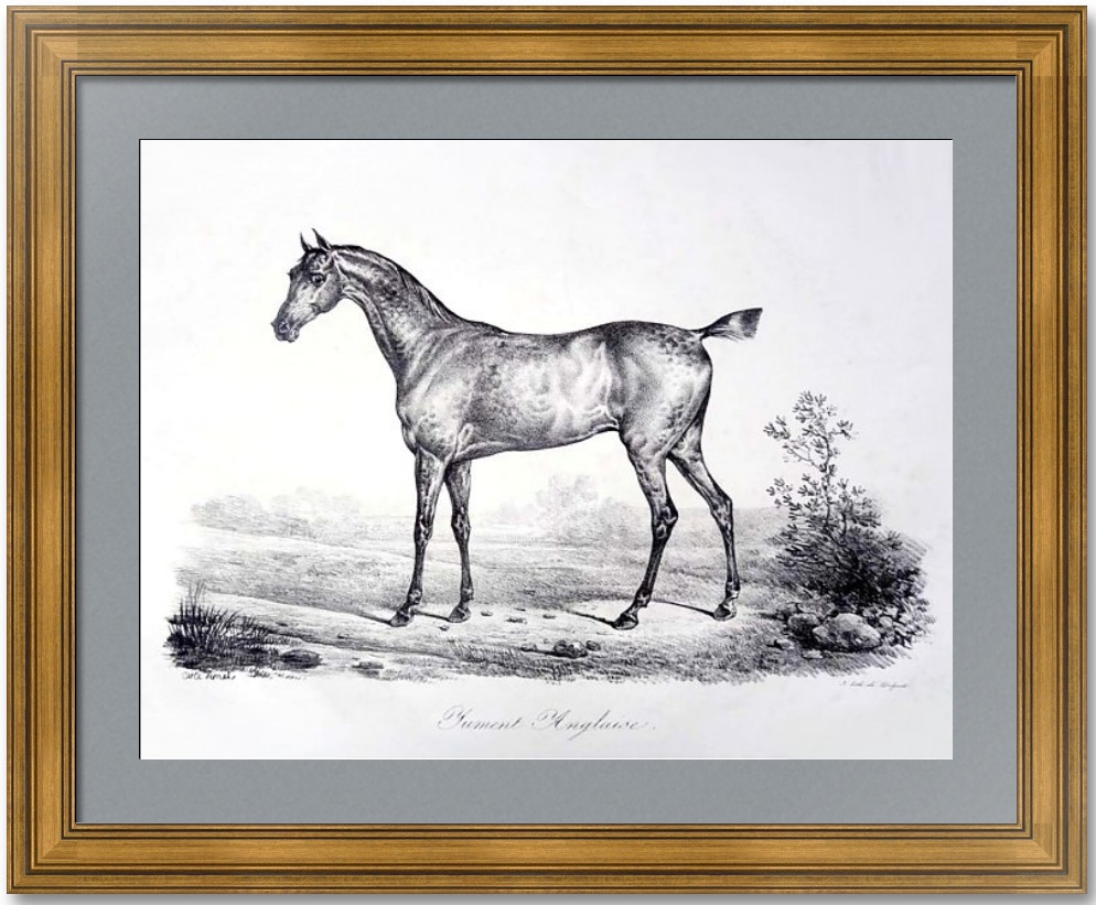 Английская кобыла. 1820г. Верне/Дельпеш. Старинная литография. Английская кобыла. 1820г. Верне/Дельпеш. Старинная литография.