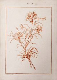 Ботаника. Букет из гвоздик. 1790г. Рубийяк. Старинная гравюра «сангиной» Ботаника. Букет из гвоздик. 1790г. Рубийяк. Старинная гравюра «сангиной»